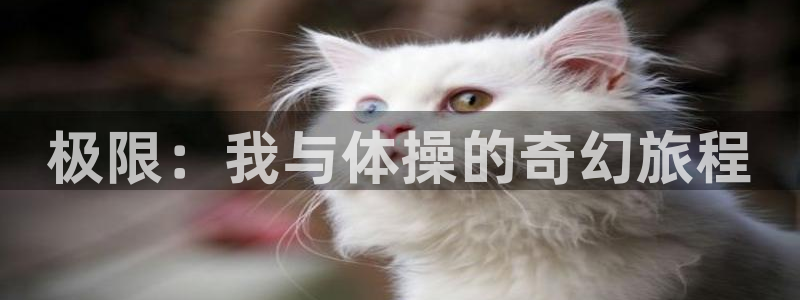 678体育官网